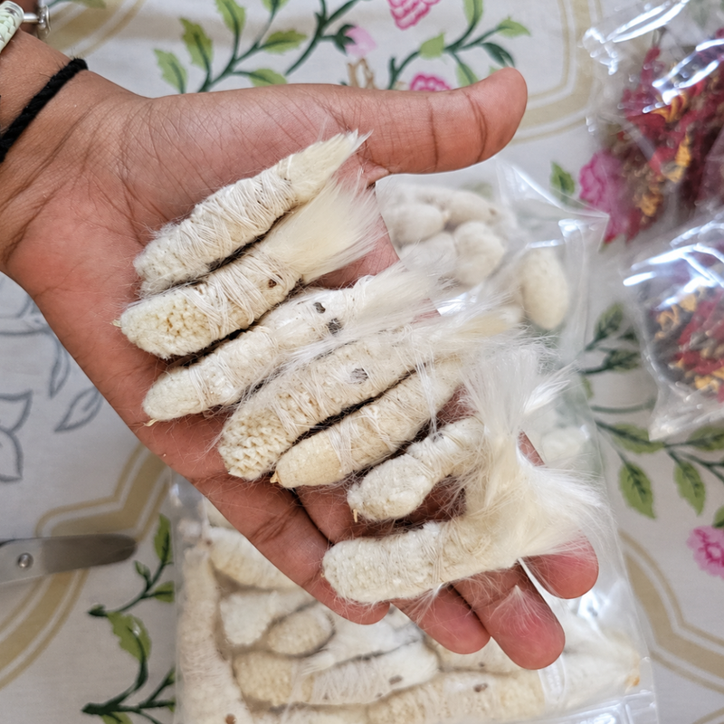 Akade Ke Phool Ki Batti – Pack of 11